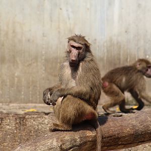 Hamadryas Baboon