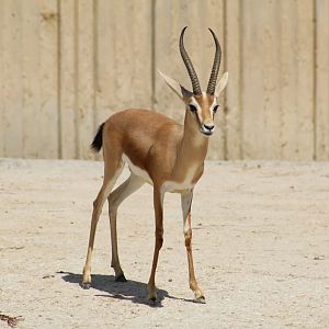Dorcas Gazelle