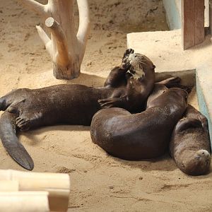 Giant Otters