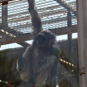 Müller's Gibbon