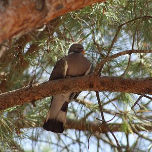 European Wood-Pigeon