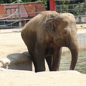 Sumatran Elephant