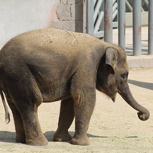 Sumatran Elephant Calf