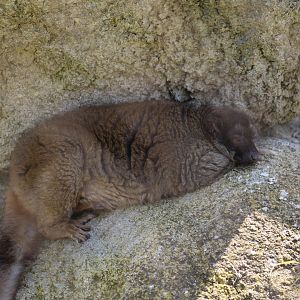"Mayotte" Brown Lemur