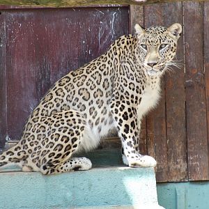 Persian Leopard
