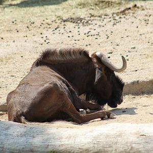 Black Wildebeest