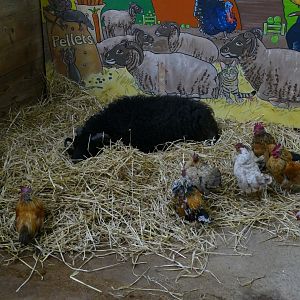 Ouessant ram, The Ranch, October 2018