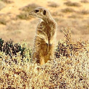 Meerkat