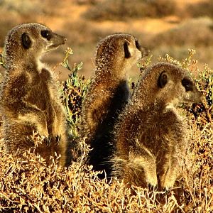 Meerkats