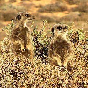 Meerkats