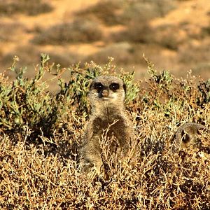 Meerkat