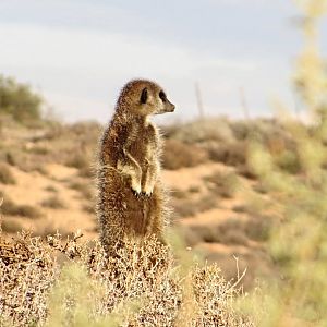Meerkat