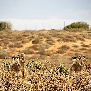 Meerkats