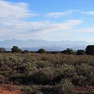 Morning on the Karoo