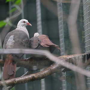 Pink pigeons, October 2018