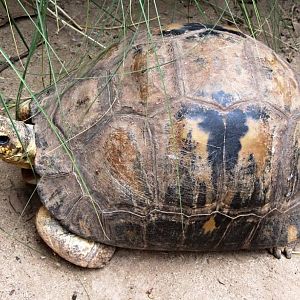 Radiated Tortoise