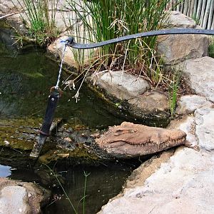 Problem Crocodile Trap