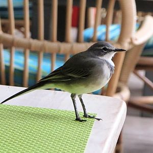 Cape Wagtail