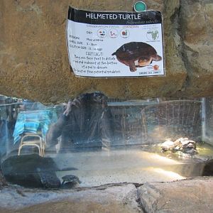 Helmeted Turtle Tank