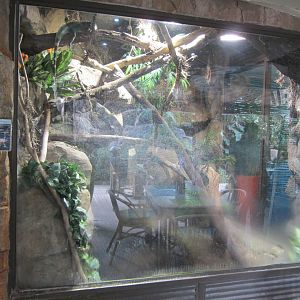 Green Iguana Exhibit