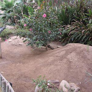 Leopard Tortoise Exhibit