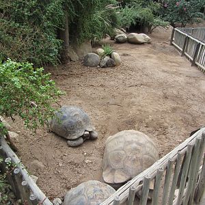 Leopard Tortoise Exhibit