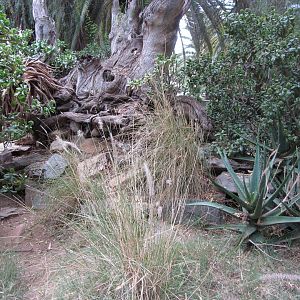 Outdoor Argentine Black-and-White Tegu Exhibit