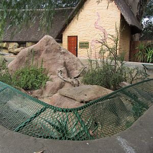 First Meerkat Exhibit