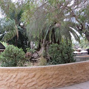 Outdoor Argentine Black-and-White Tegu Exhibit