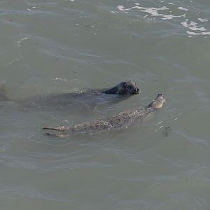 Grey seals