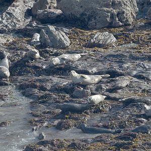 Grey seals
