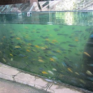 Cichlid Tank in Valley of Ancients Aviary