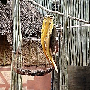 Bushpig/Red River Hog Exhibit Detail