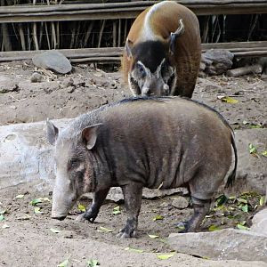 Bushpig and Red River Hog