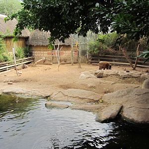 Bushpig/Red River Hog Exhibit
