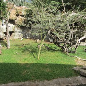 Cape Vulture/Marabou Stork Exhibit