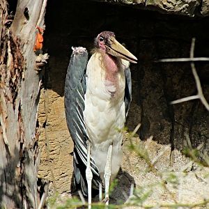 Marabou Stork