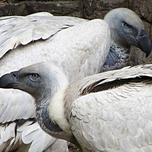 Cape Vultures