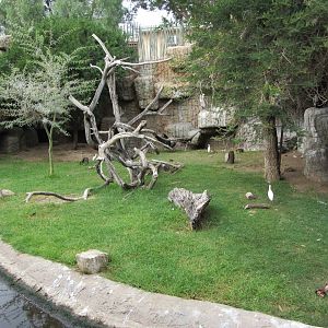 Cape Vulture/Marabou Stork Exhibit