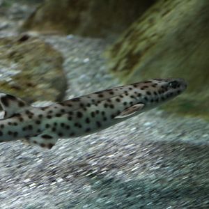 Bali Catshark