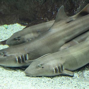 Brown-Banded Bamboo-Shark