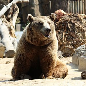 European Brown Bears