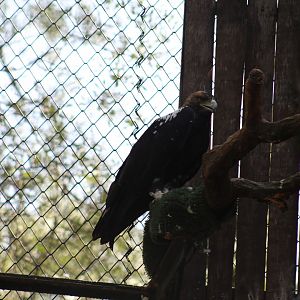 Spanish Imperial Eagle