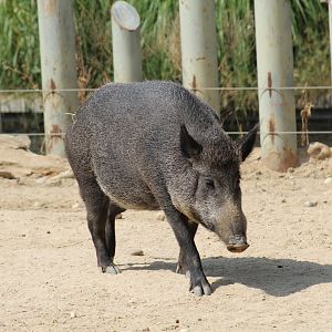 Iberian Wild Boar