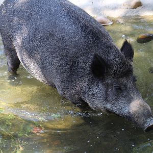 Iberian Wild Boar