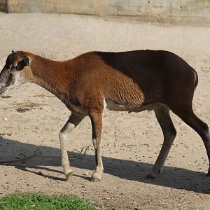 European Mouflon