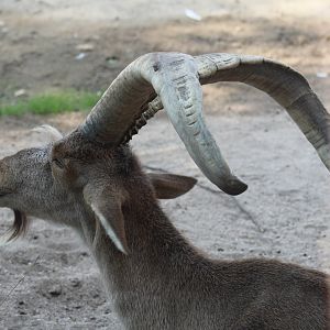 Southeastern Spanish Ibex
