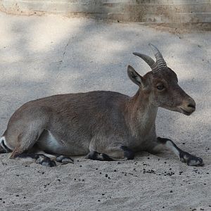 Southeastern Spanish Ibex