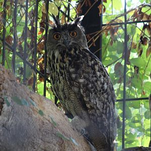 Spanish Eagle-Owl