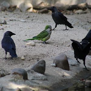 Monk Parakeet & Jackdaws